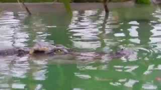 preview picture of video 'Nos crocodiles du Siam profitent de leur nouveau bassin'