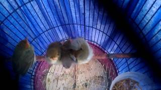 Download lagu Prenjak yang sayang anak mp3 Download lagu Prenjak yang sayang anak mp3