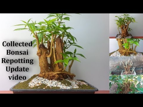 Collected Bonsai Tree Repotting With Good Results//GREEN PLANTS Video