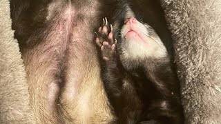 Craigslist Ferrets: How it started,How it’s going