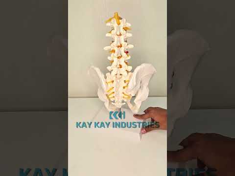Human Male Pelvis With Lumbar Vertebrae Models
