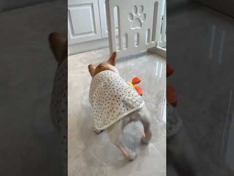 Have fun every day French bulldog Dog: This operation is too smooth. Of course, such a cute dog ne