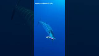 Download lagu Ikan tenggiri yang menyambar mettal jig #bedasuara #fishing #mancing #fish #ikan #tuna #viralvideo mp3