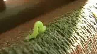 Inchworms