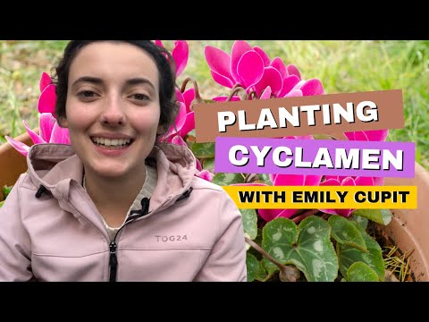 What To Know When Planting Cyclamen With Emily Cupit