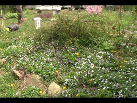 download lagu mp3 mp4 Johnny Jump Up Recipe, download lagu Johnny Jump Up Recipe gratis, unduh video klip Johnny Jump Up Recipe