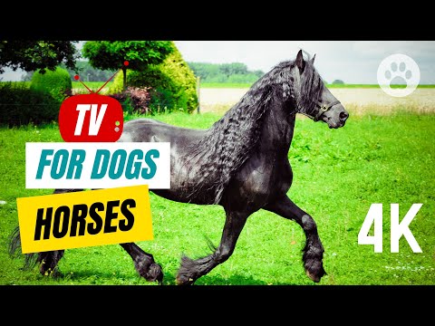 TV for Dogs 🐾 Relaxing Horse TV for Dogs to Watch and Enjoy! 🐶 Sleep Music for Dog