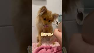お風呂嫌い。#強風オールバック #強風ポメラニアン  #強風 #犬のいる生活 #わんこ #ポメラニアン