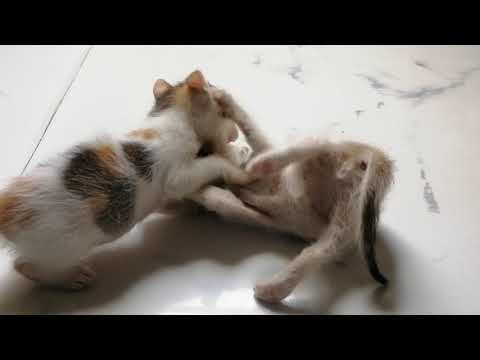 They,ve lost their mother cat