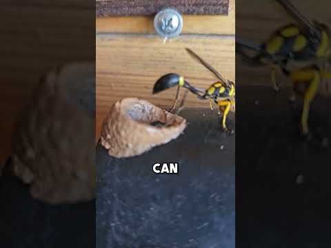 This Hornet Shocked the Internet 🐝