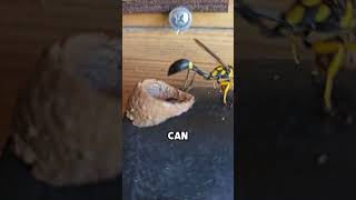 This Hornet Shocked the Internet 🐝