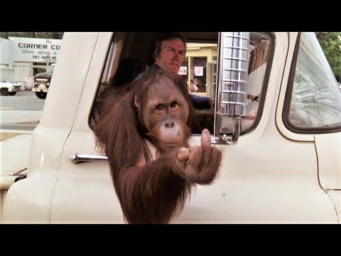 Clyde the Orangutan Gets Rowdy