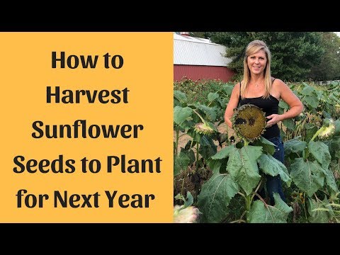 download lagu mp3 mp4 How To Keep Sunflower Seeds Fresh, download lagu How To Keep Sunflower Seeds Fresh gratis, unduh video klip How To Keep Sunflower Seeds Fresh