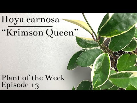 How To Care For Hoya carnosa “Krimson Queen” | Plant Of The Week Ep. 13