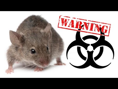 YouTube video about: What kind of cleaning products are most effective for removing mouse droppings from carpet?