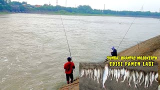 Download lagu EDIAAN...‼️ SUDAH KAYAK CENDOL IKAN DISPOT INI‼️SUNGAI BRANTAS DAM ROLAK SONGO MOJOKERTO  mp3