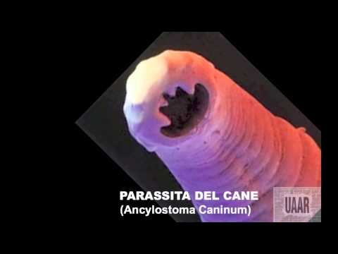 Parassiti su una carpa sotto scale Vermi a bimbi in