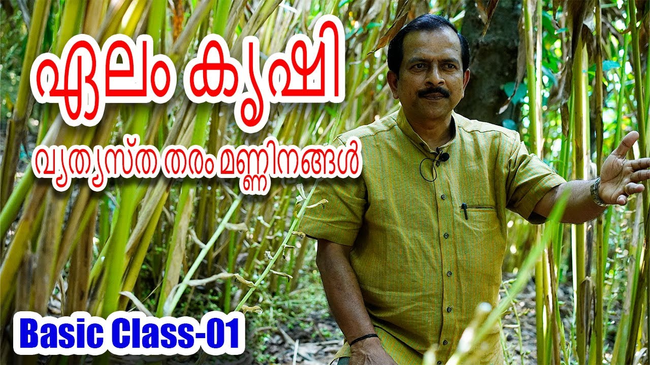 ഏലം കൃഷി വ്യത്യസ്ഥ തരം മണ്ണിൽ | Cardamom farming