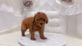 トイプードルの動画01