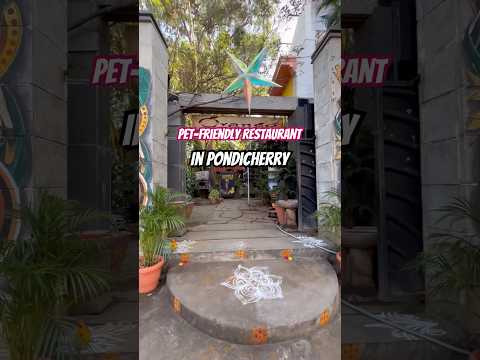 Now take your fur babies along with you🩷 #doglover #travel #smallyoutuber #travelling #petfriendly