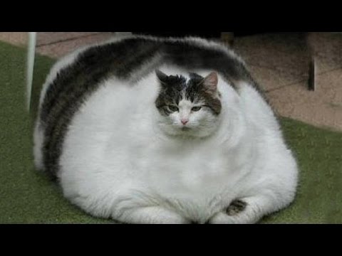 World's Fattest Cats GUINNESS WORLD RECORDS