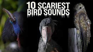 Download lagu 10 SUARA BURUNG PALING MENAKUTKAN DI DUNIA!! mp3