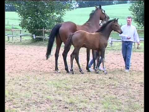 Stutfohlen von Corrado I - Quintero - Carthago - Grundyman XX