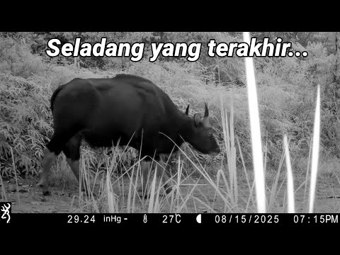 Edisi Hidupan Liar | Seladang terakhir.