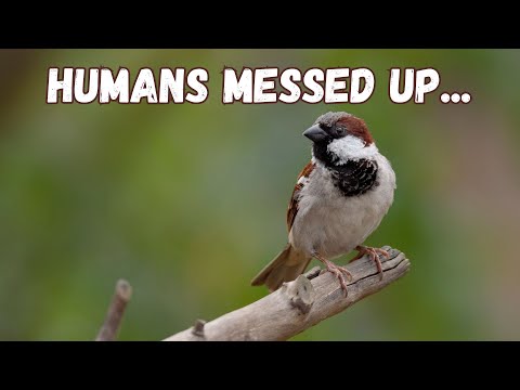 House Sparrow | A Common Bird With A Dark History