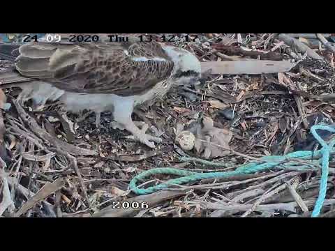 2020 09 24 Port Lincoln Australia Osprey ~ Tail For Lunch