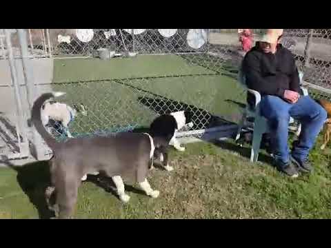 Hampshire, an adopted American Staffordshire Terrier & Corgi Mix in Lafayette, CA_image-1