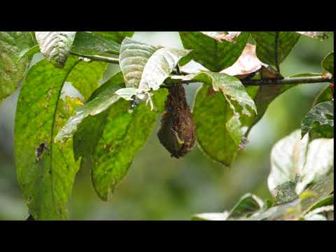 Bobuliar zelenochrbtý (Dicaeum chrysorrheum) — správanie, biotop a hlas
