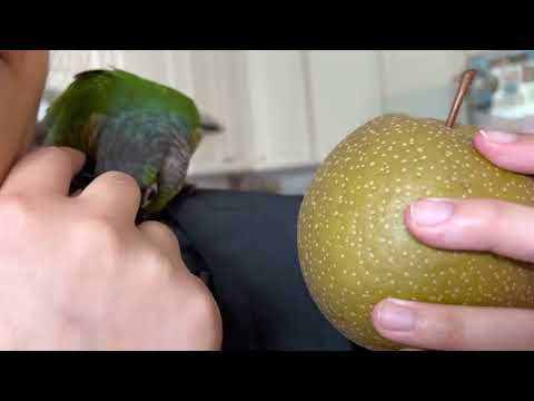 Bonkasaurus NEEDS some pear 🍐