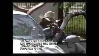 El Gato De Chihuahua Lyrics  Translation