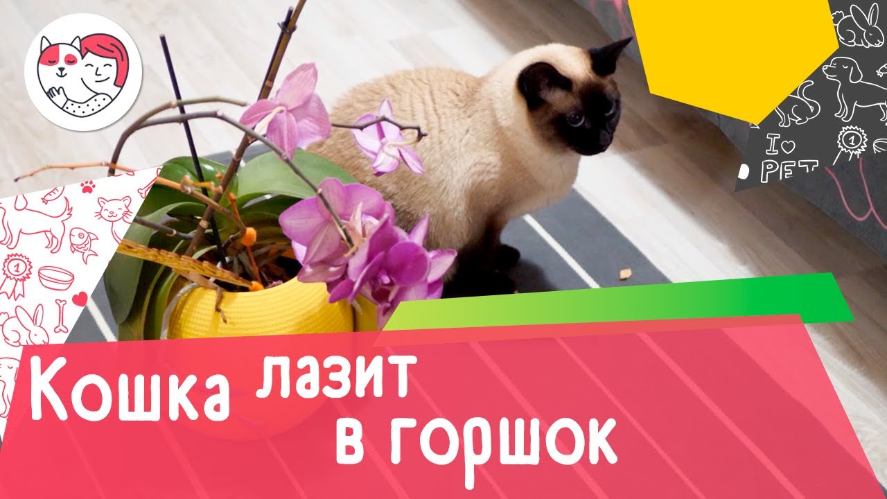 Как отучить кошку лазить в цветочные горшки: 5 советов