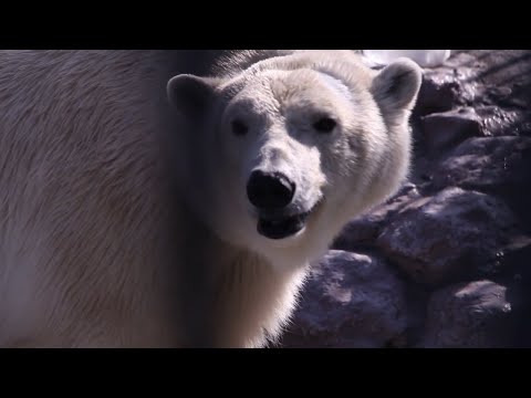 Вспоминаем белую медведицу Аврору из зоопарка «Роев ручей» | NGS24.ru