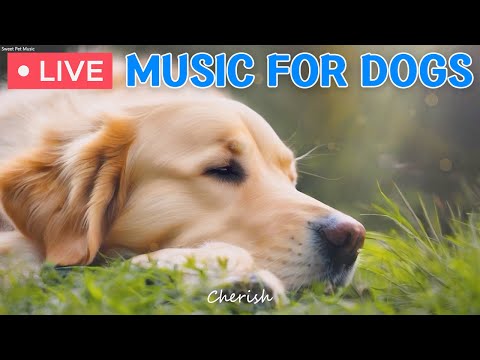 🔴 24 Hours of Dog Music🎵Cure Separation Anxiety Music to Calm Dogs｜Music for Dogs Who are Alone