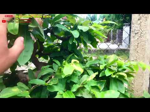 Cây bonsai dáng trực huyền, cù rút tay cành