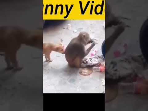 fanny video manke#Dok