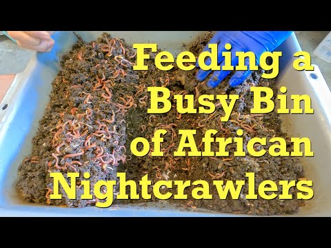 Busy 280-day ANC worm bin fed 23rd time with pumpkin - vermicompost