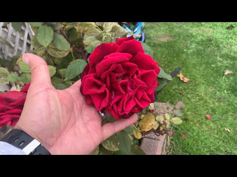 Rose Deep Secret and Rose Clementine at my mums | Rose Garden Tour
