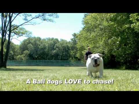 jw pet megalast ball