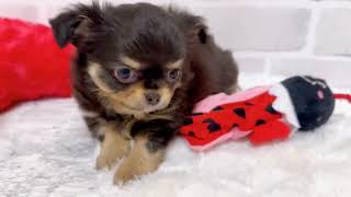 チワワ(ロング)の動画01