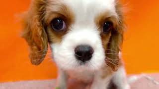 キャバリアの動画01