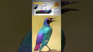 Purple Starling: "The Galaxy Colored Bird You Won’t Believe Is Real!" #starling