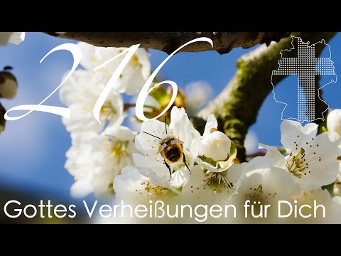 Gottes Verheißungen für Dich - Offenbarung 1,6 | Videokalender 216/365 - Deutschland braucht JESUS