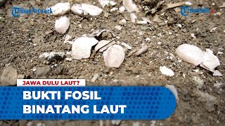 Bukti Sangiran Dulunya adalah Lautan Dalam, Banyak Ditemukan Fosil Binatang Laut Purba Raksasa