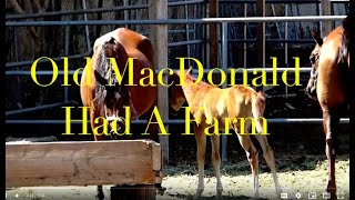 OLD MAC DONALD HAD A FARM SONG / KIDS NURSERY RHYME / EDUCATIONAL LEARNING / Learn NAMES & SOUNDS