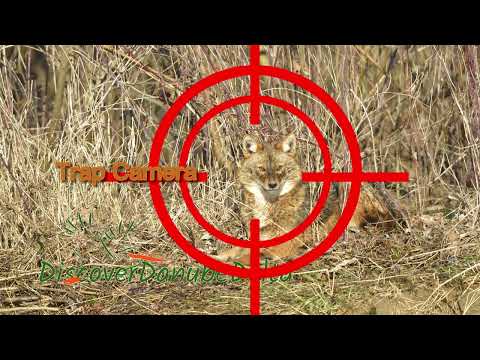 Golden Jackal to the Danube Delta (Episode 1) | Sacal auriu in Delta Dunarii (Episodul 1)
