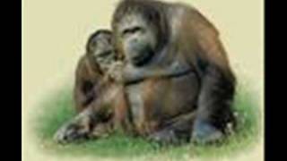 Björn rosenström-Glenn